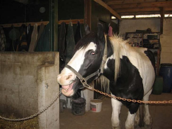 Irish Cob Grønnegårdens Esiah SOLGT billede 11