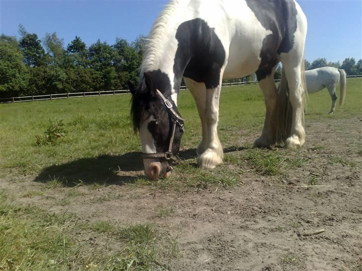 Irish Cob Grønnegårdens Esiah SOLGT billede 12