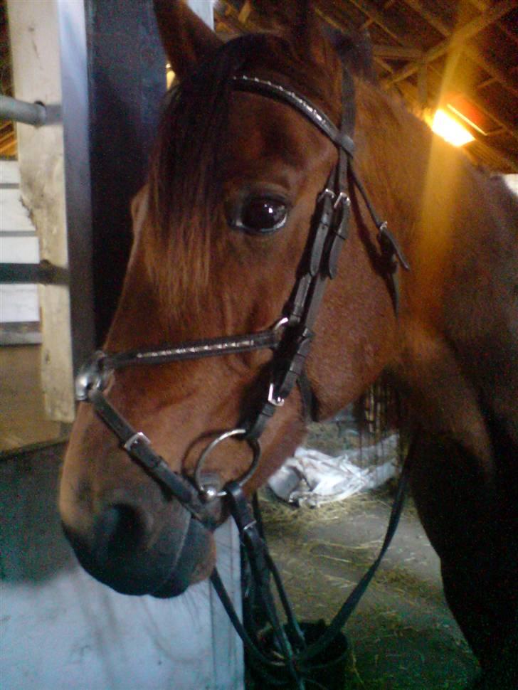 Traver Baron EK (s) solgt - Per&Baronen    Fotograf Sif billede 17