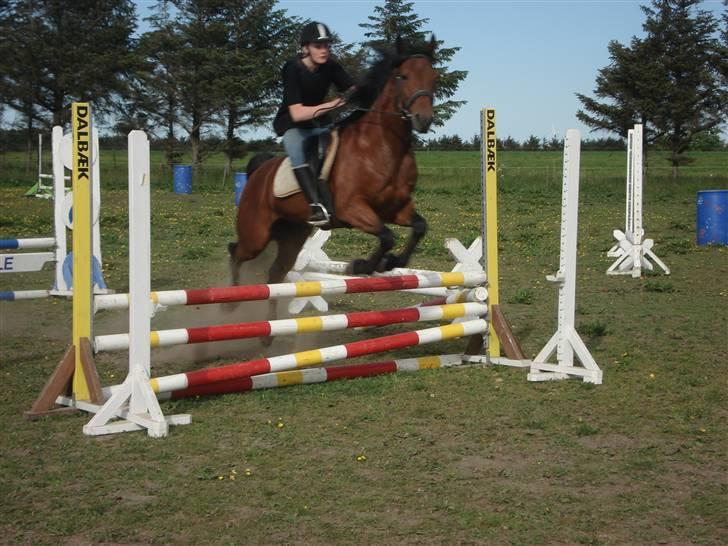 Traver Baron EK (s) solgt - Per&Baronen    Fotograf Sif billede 18
