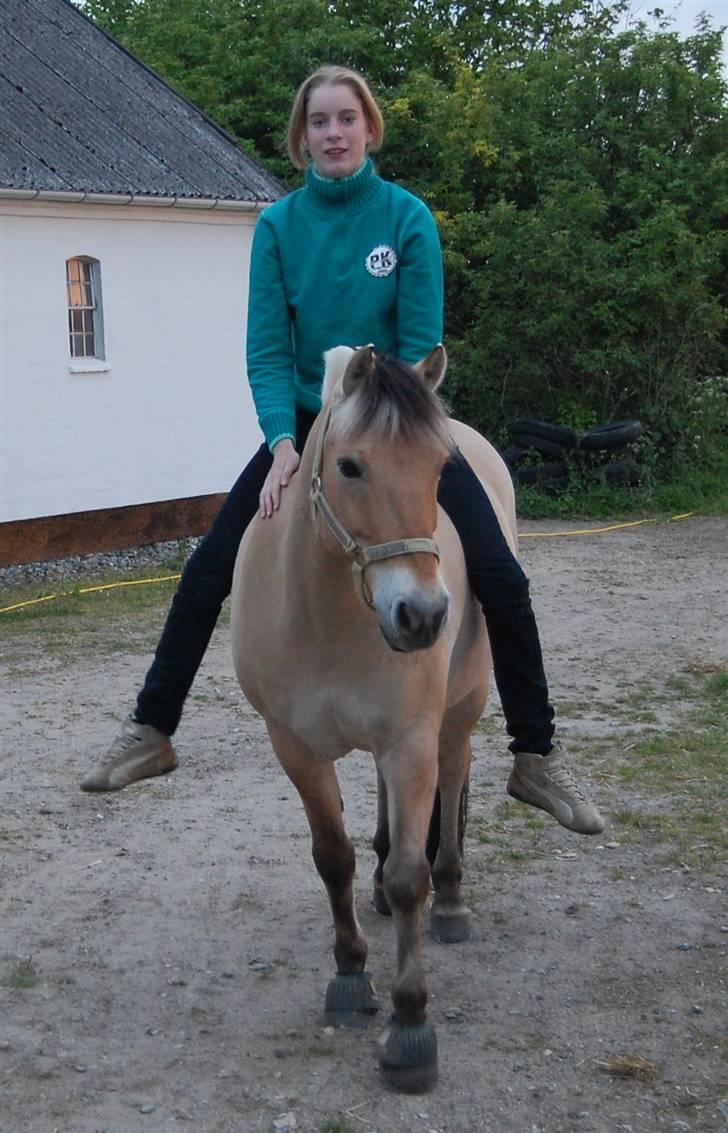 Fjordhest Miki - SOLGT - Ind fra fold (: Foto: Mathilde billede 11