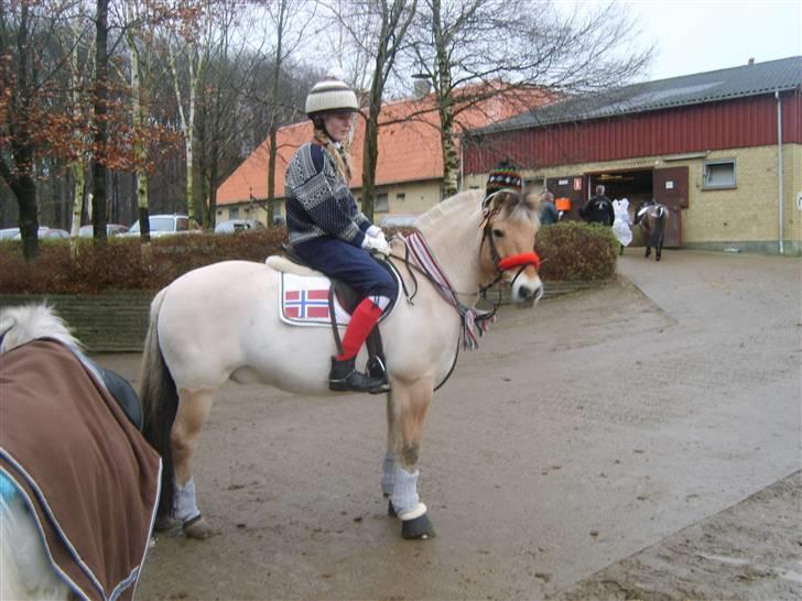 Fjordhest Miki - SOLGT - Kostumespringning (; Foto: Mor tror jeg.. billede 12