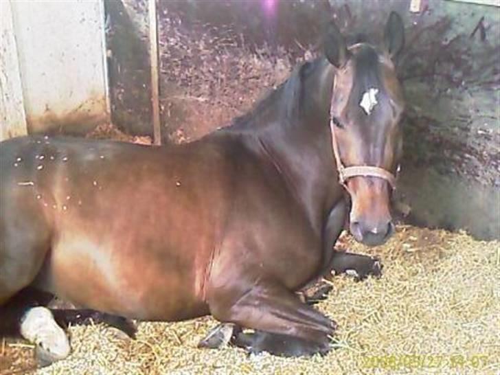 Dansk Varmblod Rubina Imhoff "Rubbies" billede 18