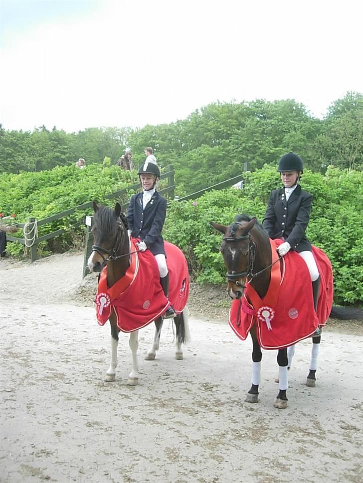 Anden særlig race Anton ( solgt) billede 12