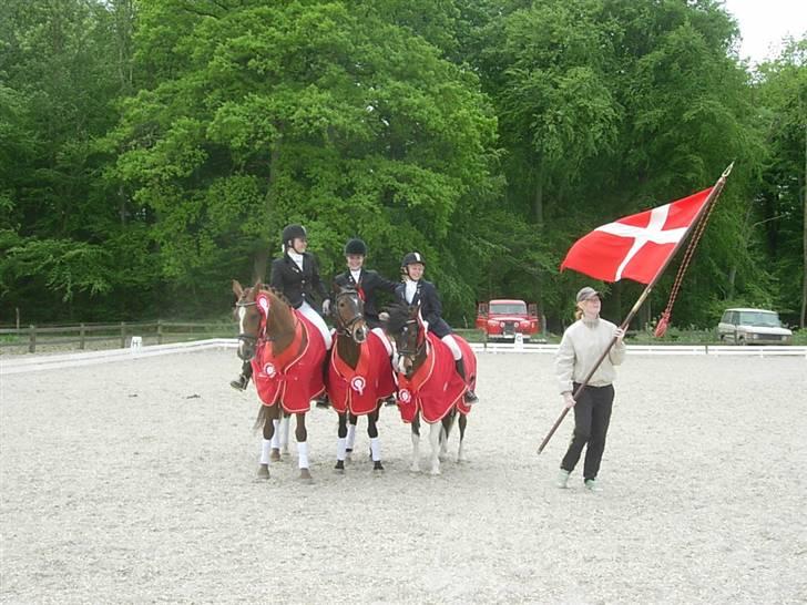 Anden særlig race Anton ( solgt) - de 3 vinder af  Distriktsmester for 1 2 3  billede 14