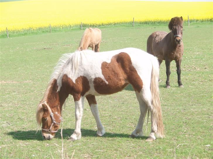 Islænder Fina - Fina billede 1