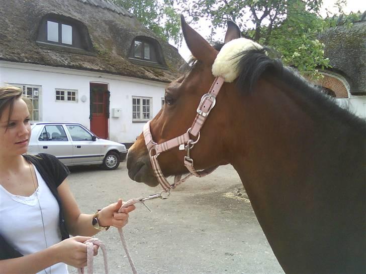 DSP Ginger Queen billede 6