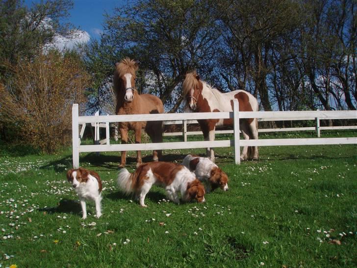 Islænder Fina - Fina og Galdur med mine kooiker i forgrunden billede 2