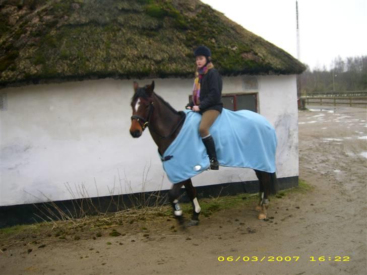 DSP Ginger Queen billede 7