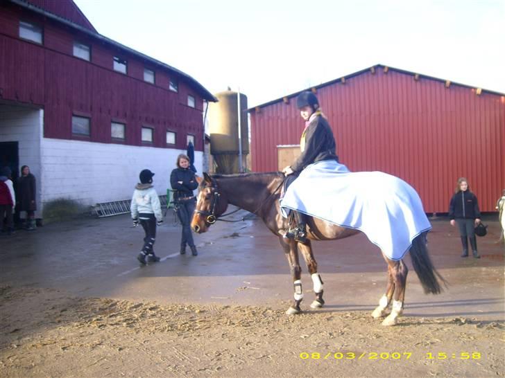 DSP Ginger Queen billede 8