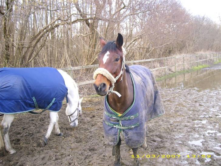 DSP Ginger Queen billede 9