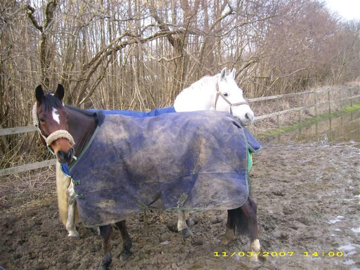 DSP Ginger Queen billede 10