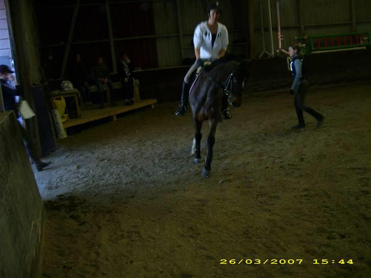 DSP Ginger Queen billede 11