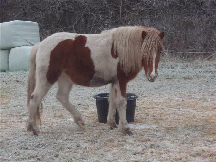 Islænder Fina - fina i vinterpels billede 4