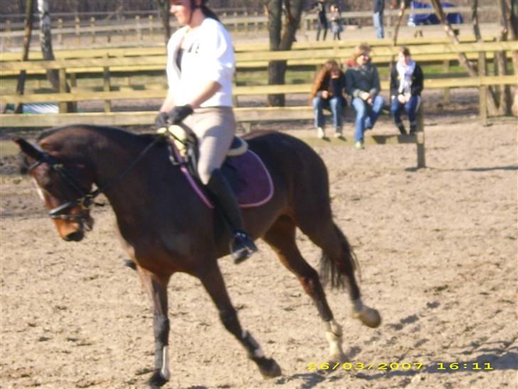 DSP Ginger Queen billede 12