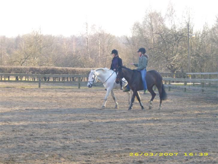 DSP Ginger Queen billede 13