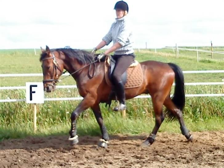 Traver Inus Hedebo(Fundet ;) - 22 maj <33 billede 12