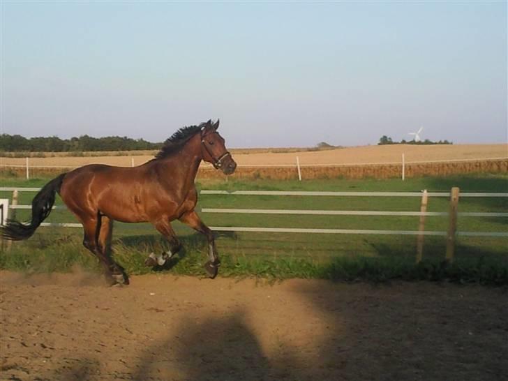 Traver Inus Hedebo(Fundet ;) - lækker traver :D   foto : mig ny den 7 aug billede 13