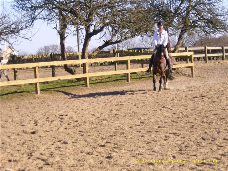 DSP Ginger Queen billede 14