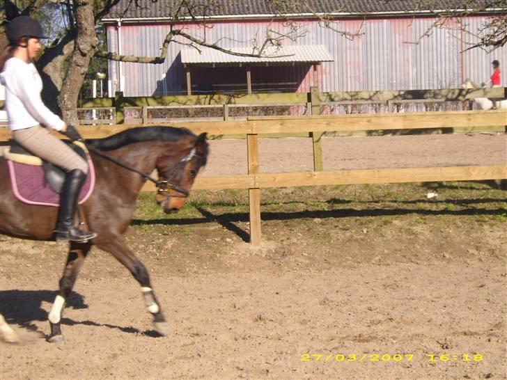 DSP Ginger Queen billede 15