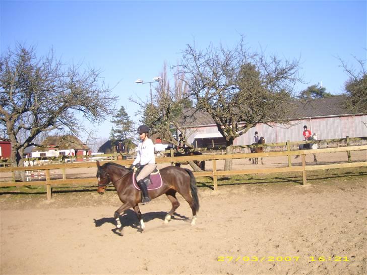 DSP Ginger Queen billede 16