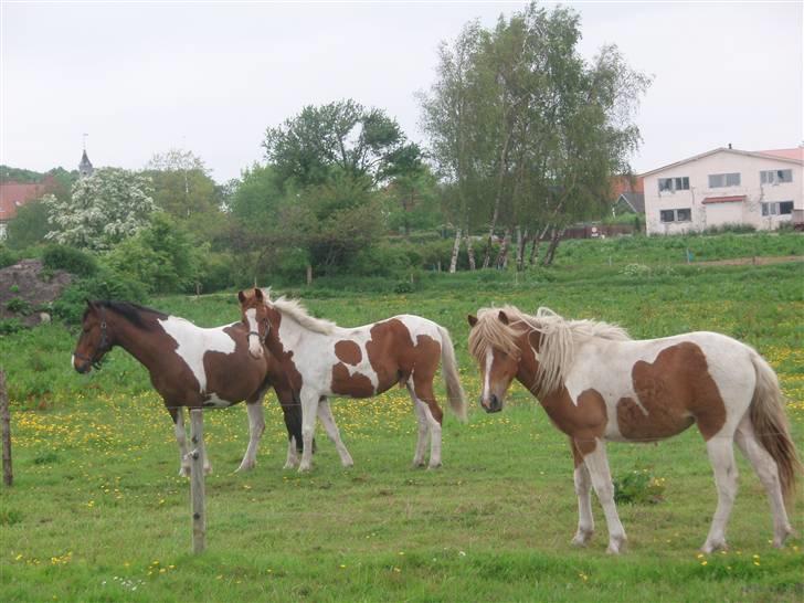 Islænder Fina - Fina i forgrunden og Sacha m. Long john billede 5