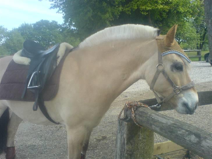Fjordhest Valsølilles Emil - Springstævne på Askov. billede 17