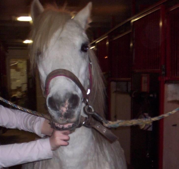 Welsh Mountain (sec A) Mette RIP. :'( - EJ der er kommer en for at sige hej gid jeg kunne sige hej til dig men det kan man ikke nå man dø:´( billede 1