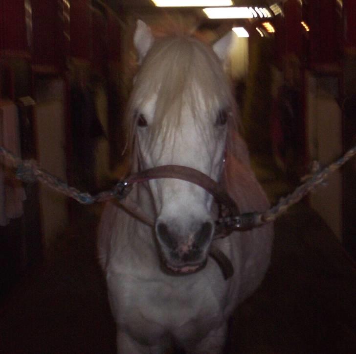 Welsh Mountain (sec A) Mette RIP. :'( billede 2