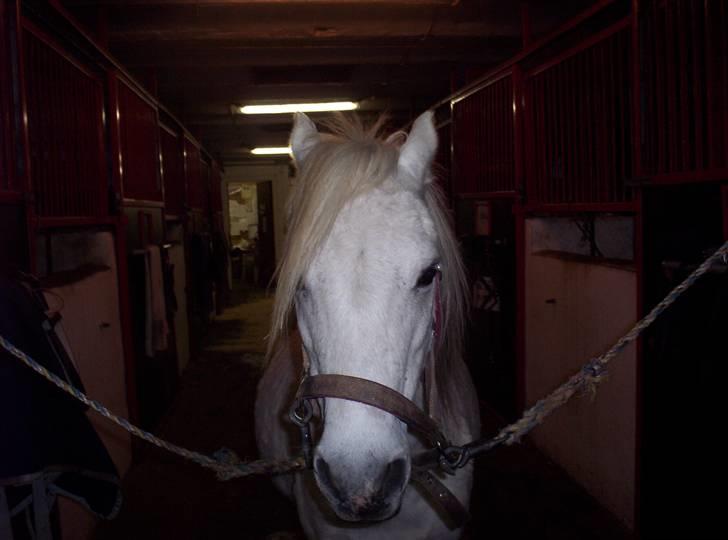 Welsh Mountain (sec A) Mette RIP. :'( billede 3