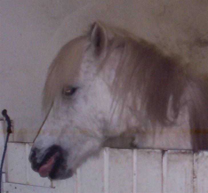 Welsh Mountain (sec A) Mette RIP. :'( billede 4