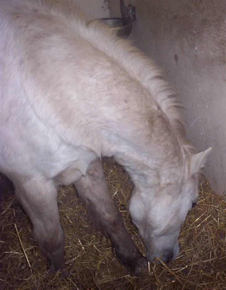 Welsh Mountain (sec A) Mette RIP. :'( billede 5