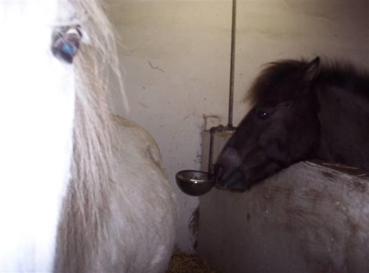 Welsh Mountain (sec A) Mette RIP. :'( billede 6