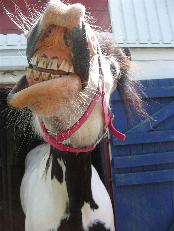 Tinker *Sofus* - Min Guldklump, Fordi Jeg Har Verdens Dejligeste Hest, Med Verdens Dejligeste Smil!  billede 1