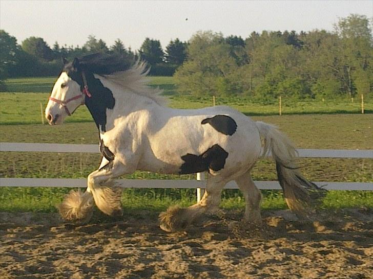 Tinker *Sofus* - Fuld fart!! Sofus, du gør mig glaaad.. billede 2