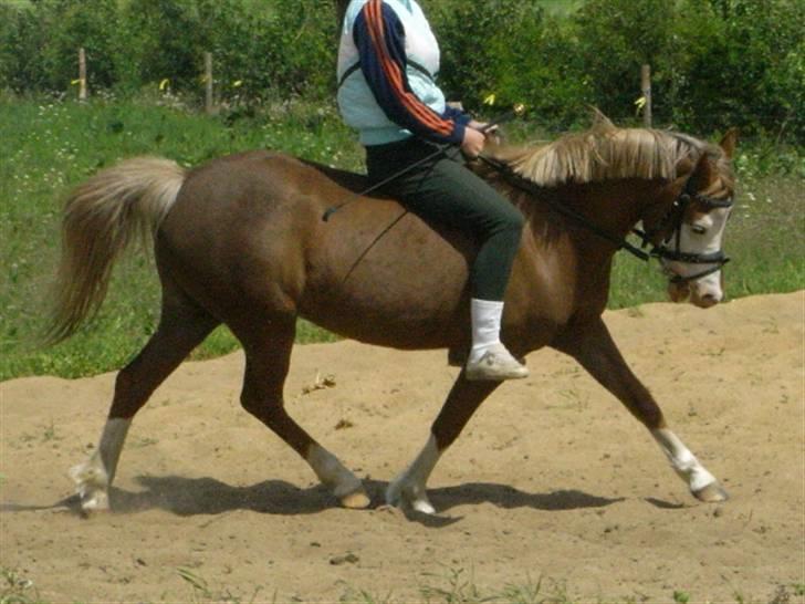 Welsh Pony (sec B) Pandora Solgt - Nyt d 28/5 08. billede 16