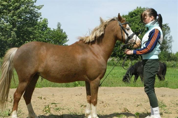 Welsh Pony (sec B) Pandora Solgt - Nyt d 28/5 08.  billede 17