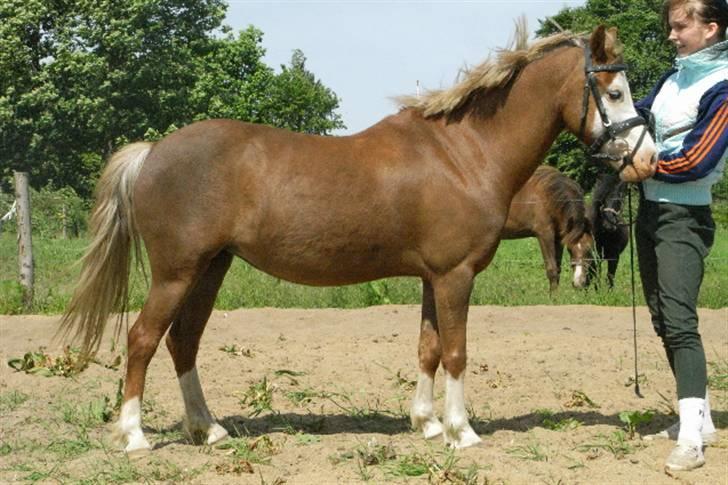 Welsh Pony (sec B) Pandora Solgt - Nyt d 28/5 08. billede 18