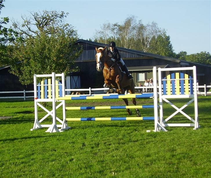 Dansk Varmblod Red Morning billede 1