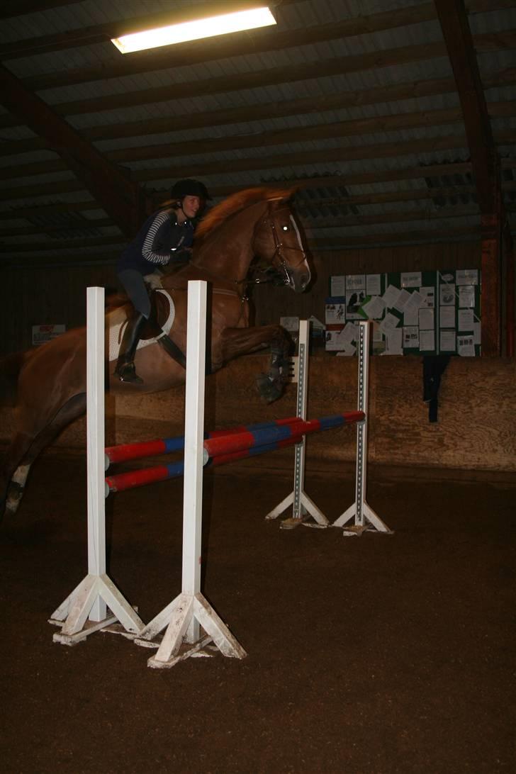 Dansk Varmblod Red Morning billede 2