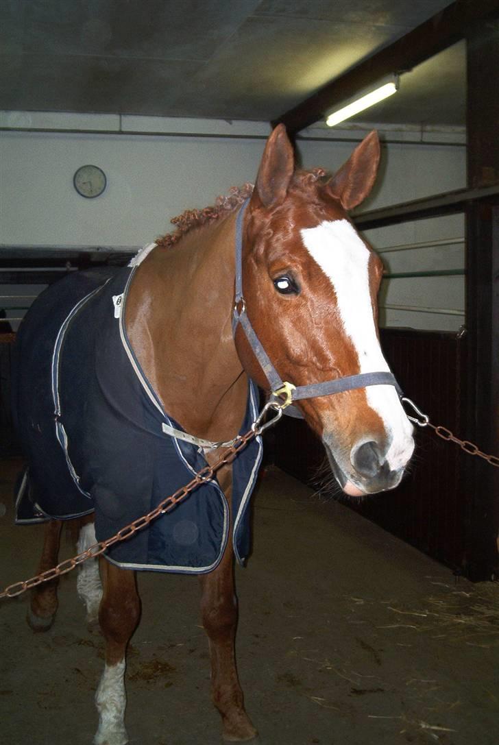 Dansk Varmblod Red Morning billede 3