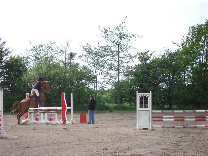 Dansk Varmblod Red Morning billede 4