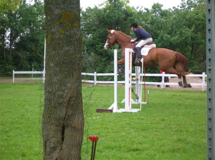 Dansk Varmblod Red Morning billede 5