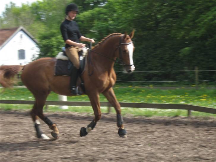 Dansk Varmblod Red Morning billede 6