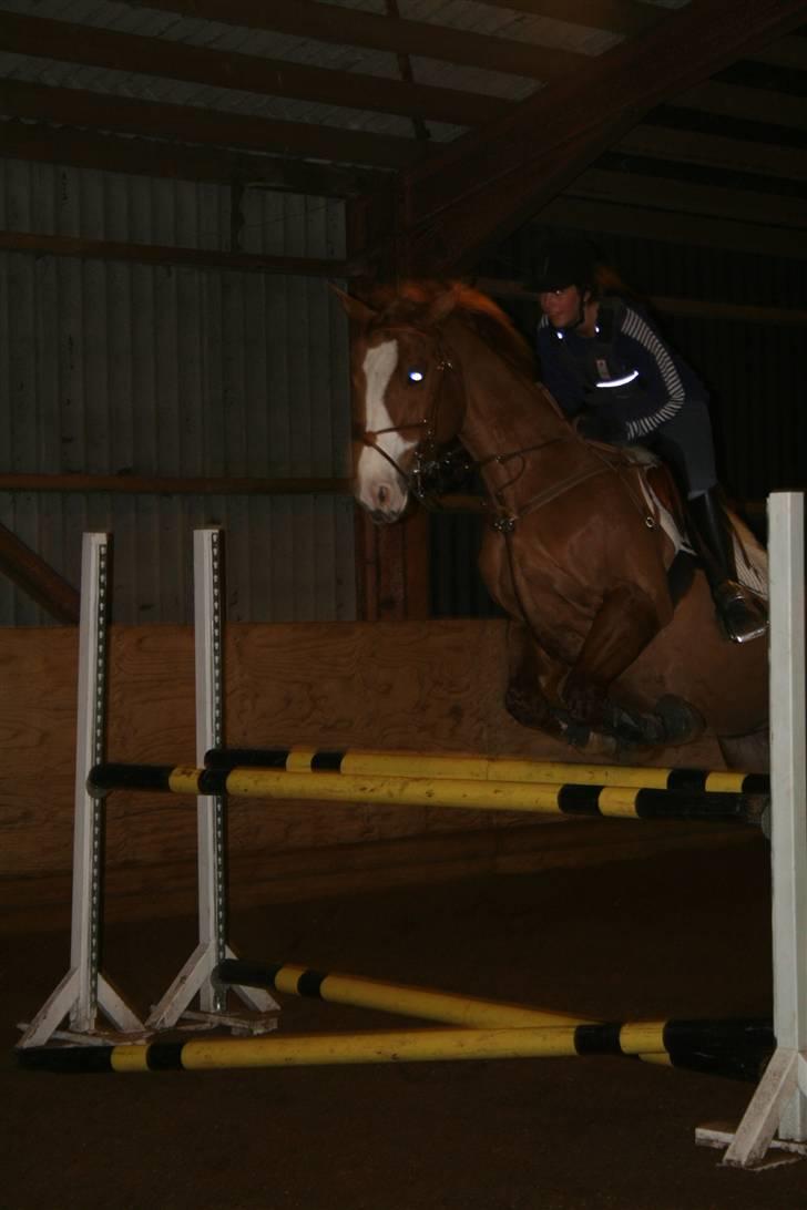 Dansk Varmblod Red Morning billede 7