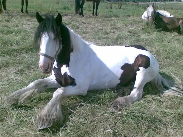 Tinker *Sofus* - Sofus på sommergræs, der lige har fået sig en lille lur.. :D billede 4