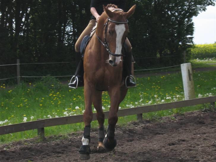 Dansk Varmblod Red Morning billede 8