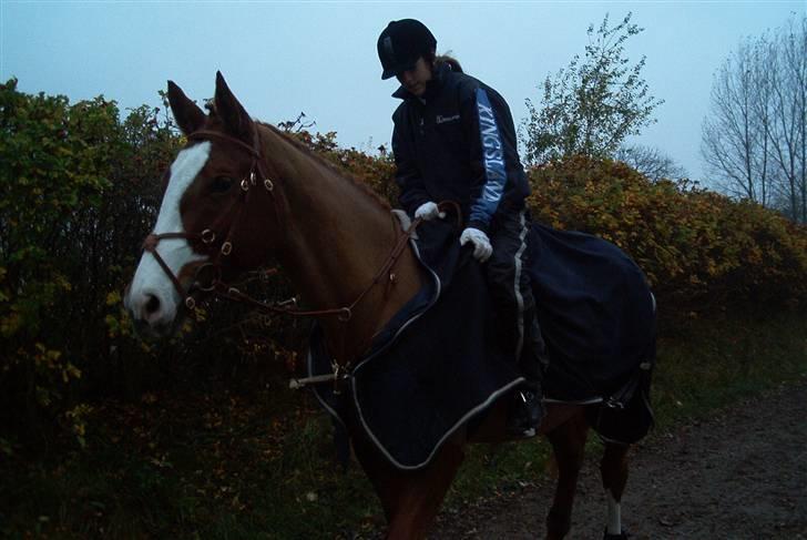 Dansk Varmblod Red Morning billede 9