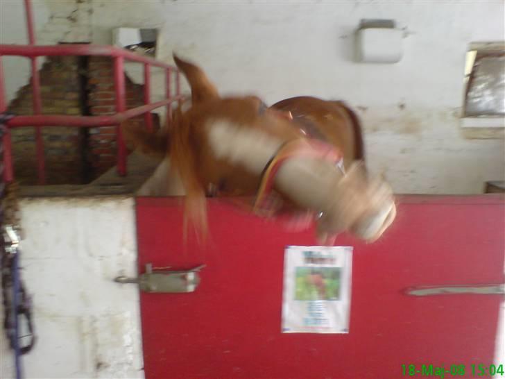 Anden særlig race : Viktoria | ~ Mit Et & Alt ~ - Viktoria i gang med at udføre en af hendes dårlige vaner.. -At lege ved hendes tunge.. haha.. billede 17