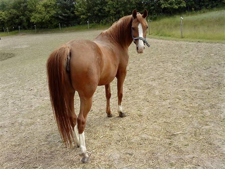 Anden særlig race : Viktoria | ~ Mit Et & Alt ~ - Juni 09 billede 18